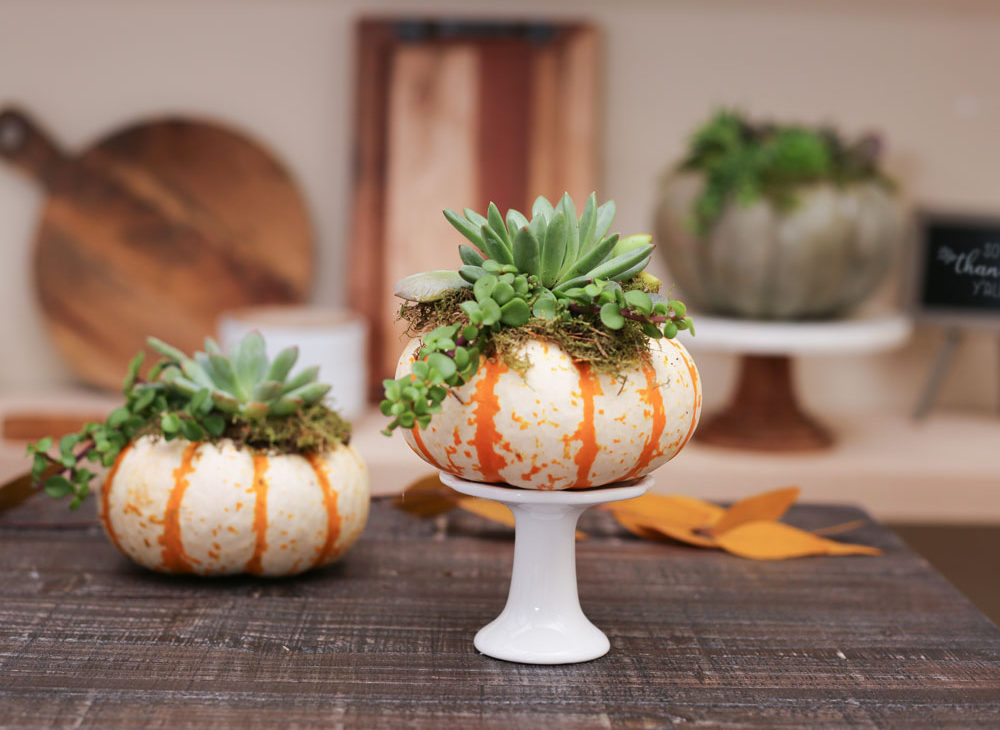 Cinderella Pumpkin with Succulents Centerpiece