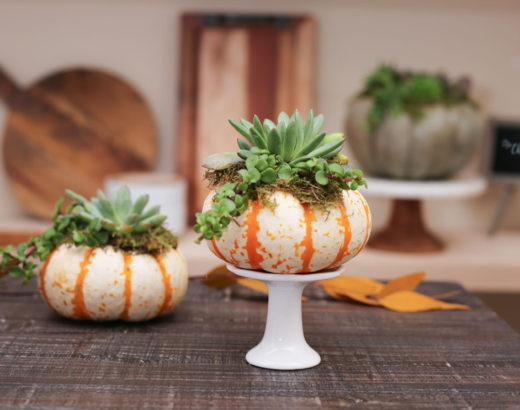 thanksgiving centerpiece pumpkins and succulents