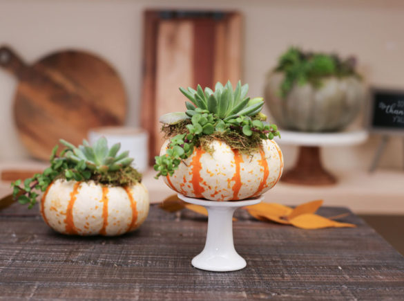 thanksgiving centerpiece pumpkins and succulents