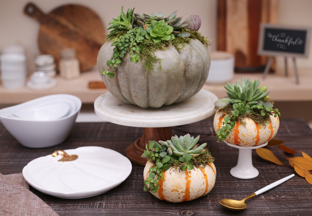 Cinderella pumpkins with green moss and succulent fall centerpiece for thanksgiving tablescape