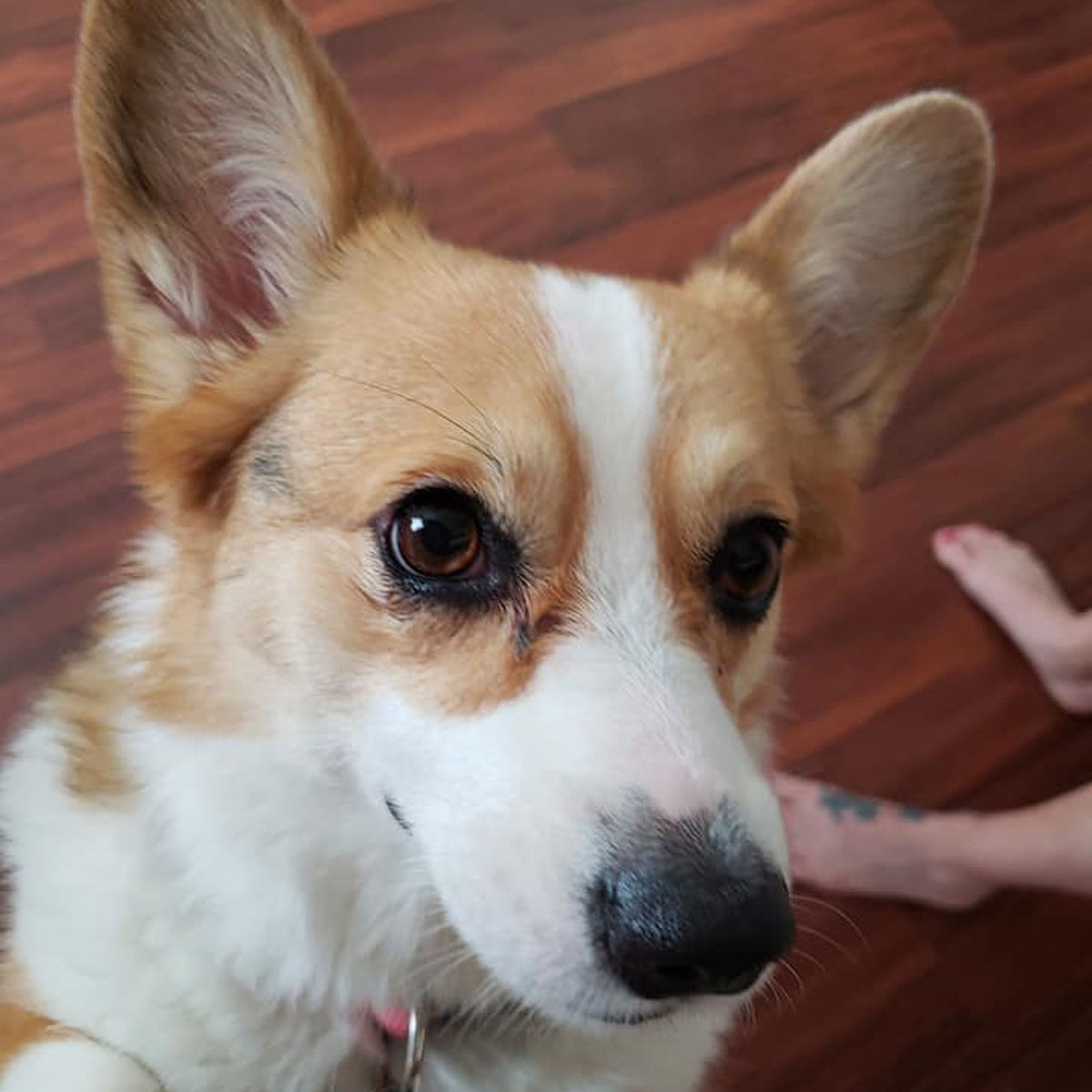 truffle the cute corgi