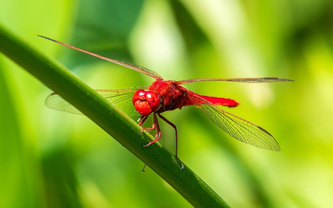 Red Dragonfly Meaning: Unveiling Its Rich Symbolism and Myths