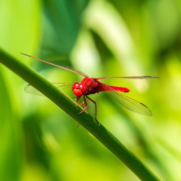 Red dragonfly symbolism. Read more